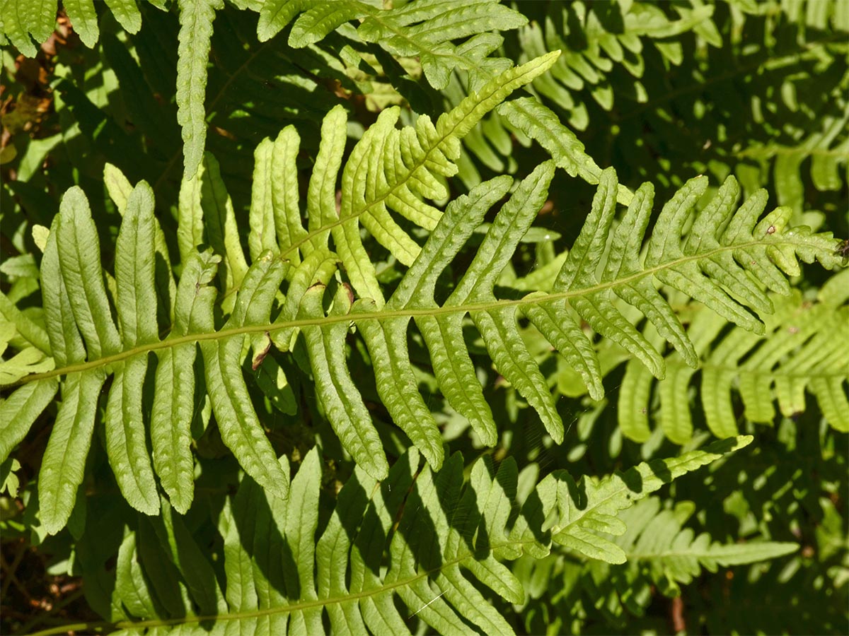 Polypodium vulgare